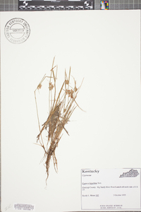 Cyperus bipartitus image