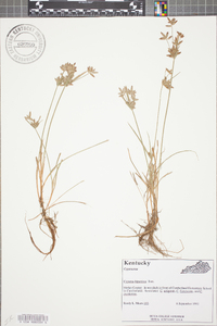 Cyperus bipartitus image