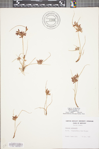 Cyperus bipartitus image