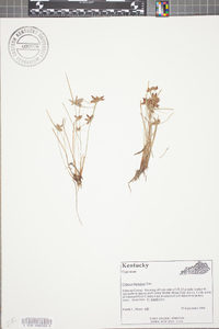 Cyperus bipartitus image