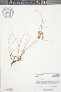 Cyperus bipartitus image