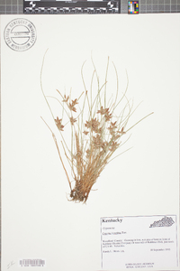 Cyperus bipartitus image