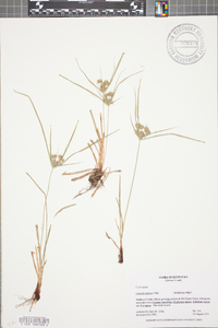 Cyperus croceus image