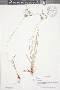 Cyperus croceus image