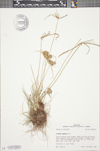 Cyperus croceus image