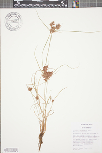 Cyperus diandrus image