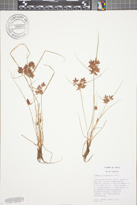 Cyperus diandrus image