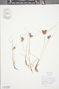 Cyperus diandrus image