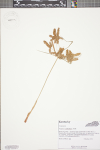 Cyperus erythrorhizos image