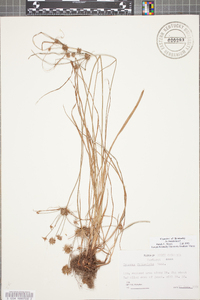 Cyperus filiculmis image