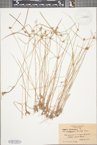 Cyperus flavescens image