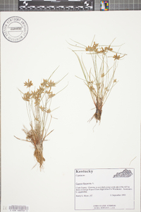 Cyperus flavescens image