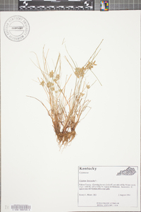 Cyperus flavescens image