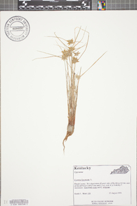 Cyperus flavescens image