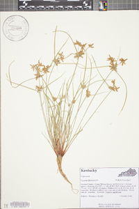 Cyperus flavescens image