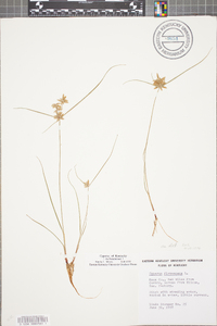 Cyperus flavescens image