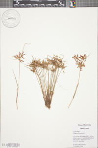 Cyperus flavescens image