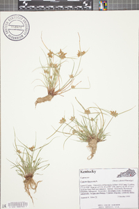 Cyperus flavescens image