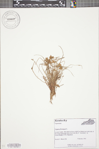 Cyperus flavescens image