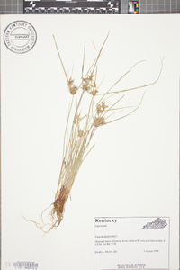 Cyperus flavescens image