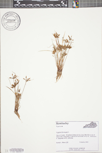 Cyperus flavescens image