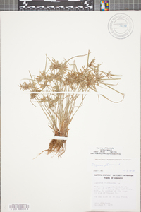 Cyperus flavescens image