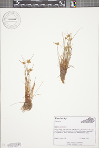 Cyperus flavescens image