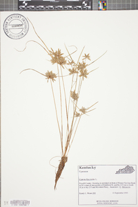 Cyperus flavescens image