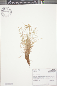 Cyperus flavescens image