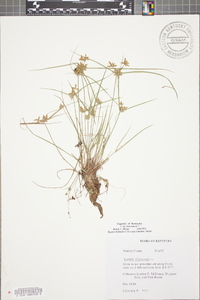 Cyperus flavescens image