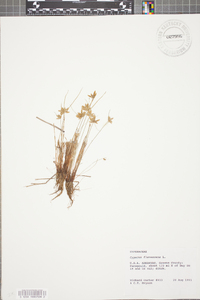 Cyperus flavescens image