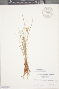 Cyperus flavescens image