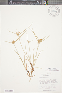 Cyperus flavescens image