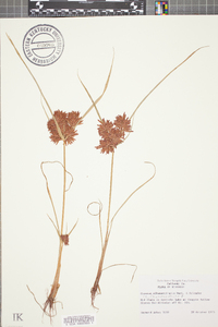 Cyperus flavicomus image