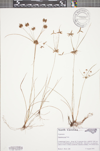 Cyperus grayi image