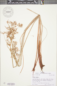 Cyperus haspan image