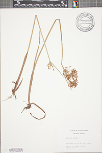Cyperus haspan image