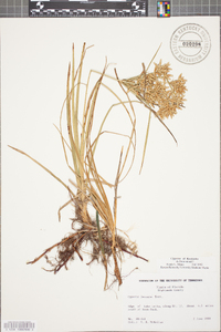 Cyperus lecontei image