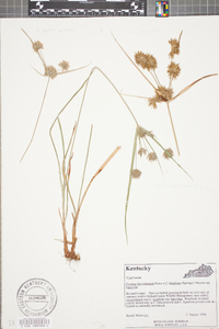 Cyperus lancastriensis image