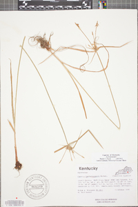 Cyperus lancastriensis image