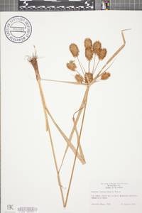 Cyperus lancastriensis image