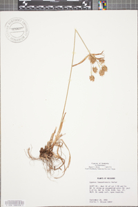 Cyperus lancastriensis image