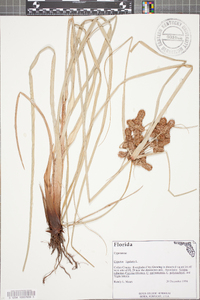 Cyperus ligularis image