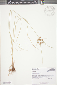 Cyperus pseudovegetus image