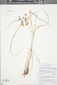 Cyperus pseudovegetus image