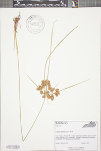 Cyperus pseudovegetus image