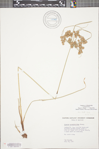 Cyperus pseudovegetus image