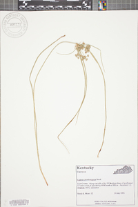 Cyperus pseudovegetus image