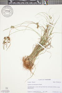 Cyperus pseudovegetus image