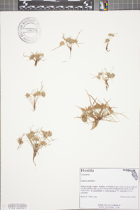 Cyperus pumilus image